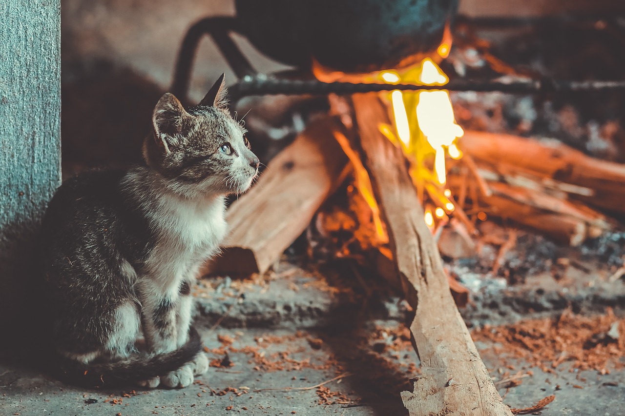 cat, pet, stove